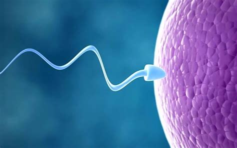 spermler yumurtaya nasıl ulaşır
